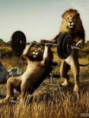 /album/imagens-engracadas-para-seu-celular/funny-lions-225x300-jpg/
